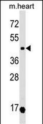 Oxytocin Receptor Polyclonal Antibody