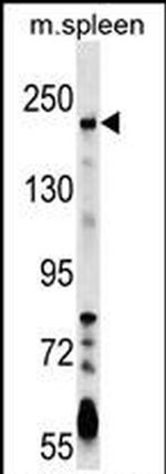 Neogenin Antibody in Western Blot (WB)