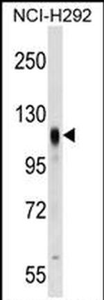 Prominin 2 Antibody in Western Blot (WB)