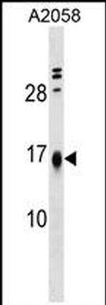 LBH Antibody in Western Blot (WB)