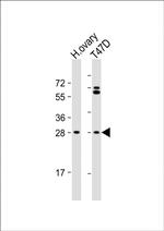FIGLA Polyclonal Antibody