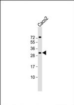 RASL12 Antibody in Western Blot (WB)