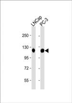DSPP Polyclonal Antibody
