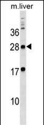 MPZL3 Polyclonal Antibody