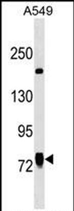 LINS Antibody in Western Blot (WB)