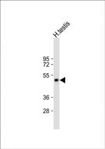 SPATA21 Polyclonal Antibody