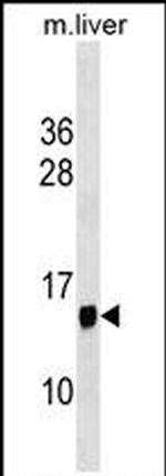 PPP1R1C Antibody in Western Blot (WB)