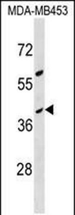 OR10G8 Polyclonal Antibody
