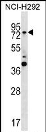 GTPBP1 Antibody in Western Blot (WB)