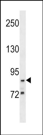 G2E3 Antibody in Western Blot (WB)