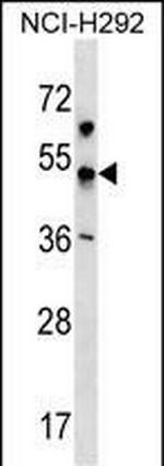 KCNJ18 Polyclonal Antibody