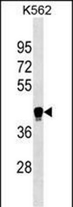 LILRA6 Polyclonal Antibody