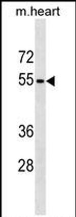 RHCG Antibody in Western Blot (WB)