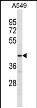 GPR52 Antibody in Western Blot (WB)