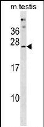 PHOSPHO2 Antibody in Western Blot (WB)