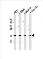 RPL22 Antibody in Western Blot (WB)