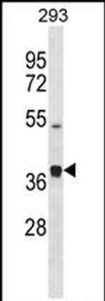PCOLCE2 Antibody in Western Blot (WB)