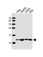 HSPE1 Antibody in Western Blot (WB)