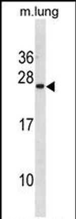 ISCU Antibody in Western Blot (WB)