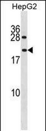 PPIAL4A Polyclonal Antibody