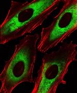 EEF1B2 Antibody in Immunocytochemistry (ICC/IF)