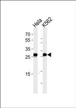 EEF1B2 Antibody in Western Blot (WB)