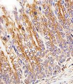 Cytochrome C1 Antibody in Immunohistochemistry (Paraffin) (IHC (P))