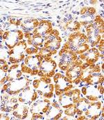Cytochrome C1 Antibody in Immunohistochemistry (Paraffin) (IHC (P))