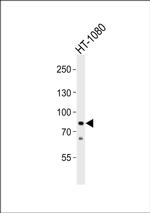 CHML Antibody in Western Blot (WB)