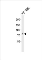RAP80 Antibody in Western Blot (WB)