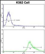 GDF10 Antibody in Flow Cytometry (Flow)