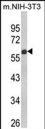 GDF10 Antibody in Western Blot (WB)