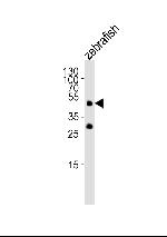 OCT4 Polyclonal Antibody