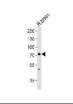 SV2C Polyclonal Antibody