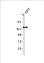 TRIM24 Antibody in Western Blot (WB)