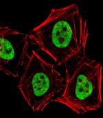 PCGF6 Antibody in Immunocytochemistry (ICC/IF)