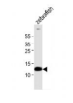BA1 Polyclonal Antibody