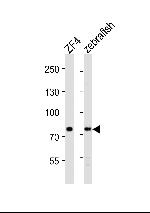 MTMR14 Polyclonal Antibody