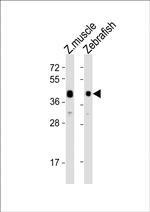 ADRA2DB Polyclonal Antibody
