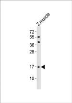 TMEM166 Polyclonal Antibody