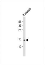 GABARAPL2 Antibody in Western Blot (WB)