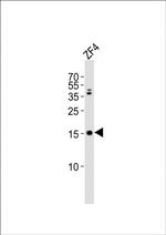 GABARAPL2 Polyclonal Antibody