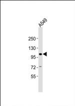CHSY3 Antibody in Western Blot (WB)