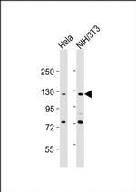 AATK Antibody in Western Blot (WB)