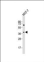 OR11H4 Antibody in Western Blot (WB)