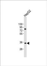 AKR7L Antibody in Western Blot (WB)