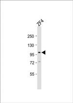 ATG9A Polyclonal Antibody