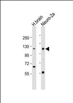 NELL1 Antibody in Western Blot (WB)