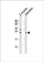 LIN28A Polyclonal Antibody