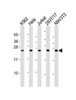 PSMB3 Antibody in Western Blot (WB)